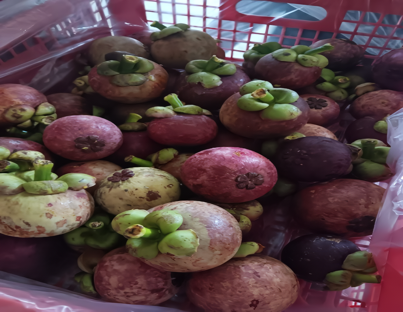 Produk Mangosteen