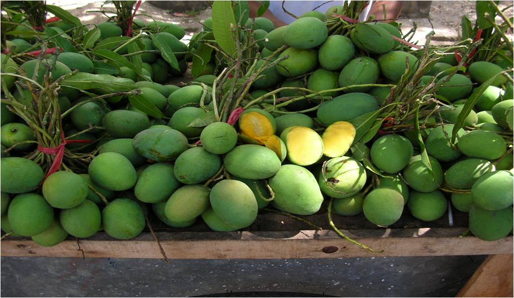 MANGO 3
