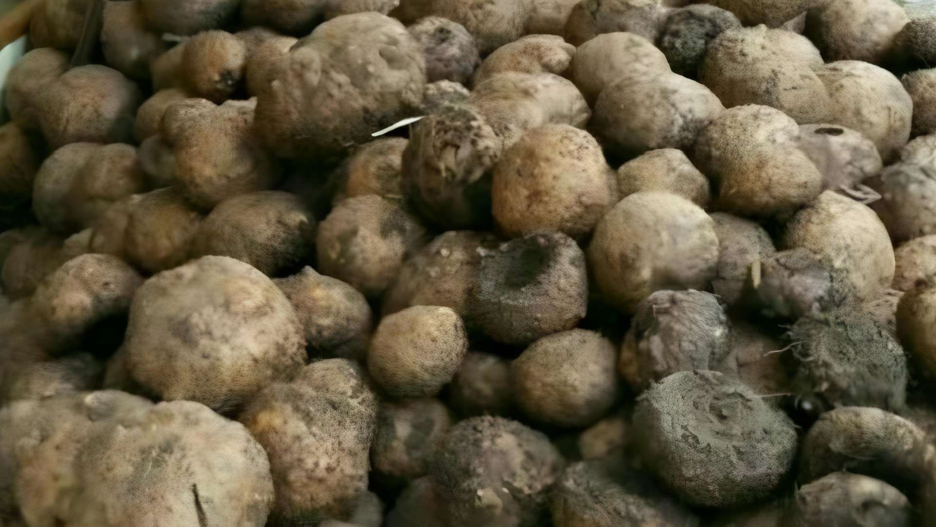 KONJAC 2