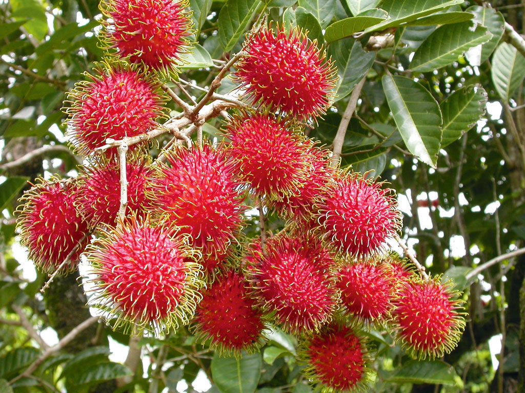 RAMBUTAN 1