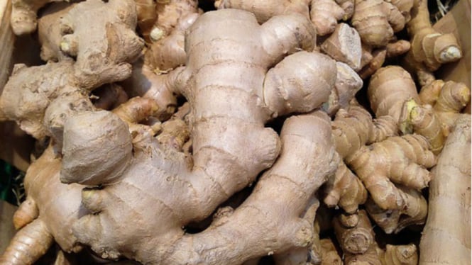 GINGER 1