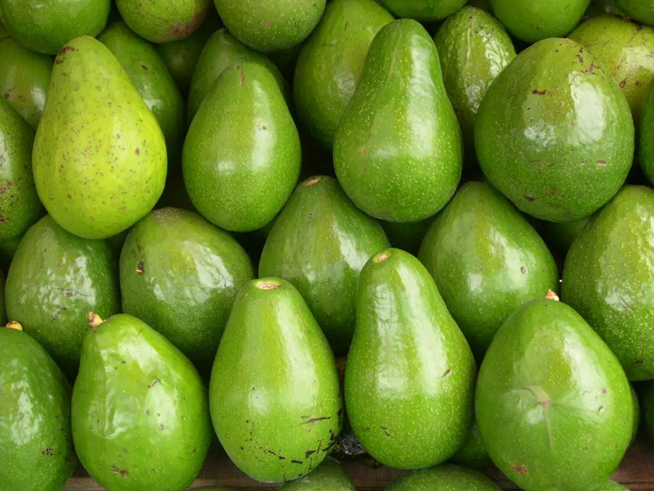 AVOCADO 3