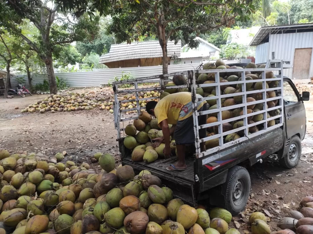 COCONUT 1