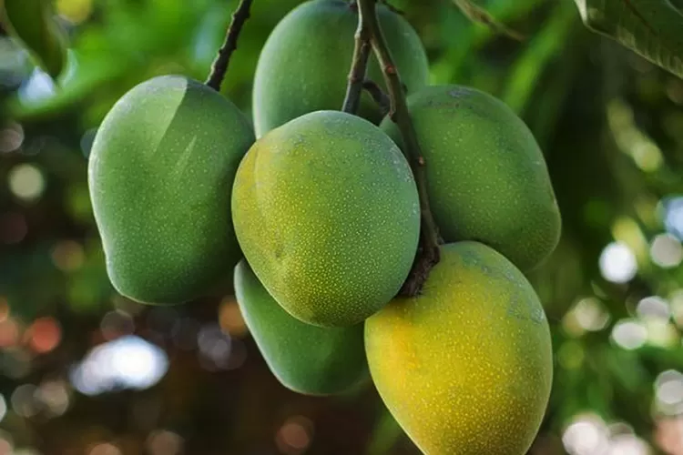 MANGO 1