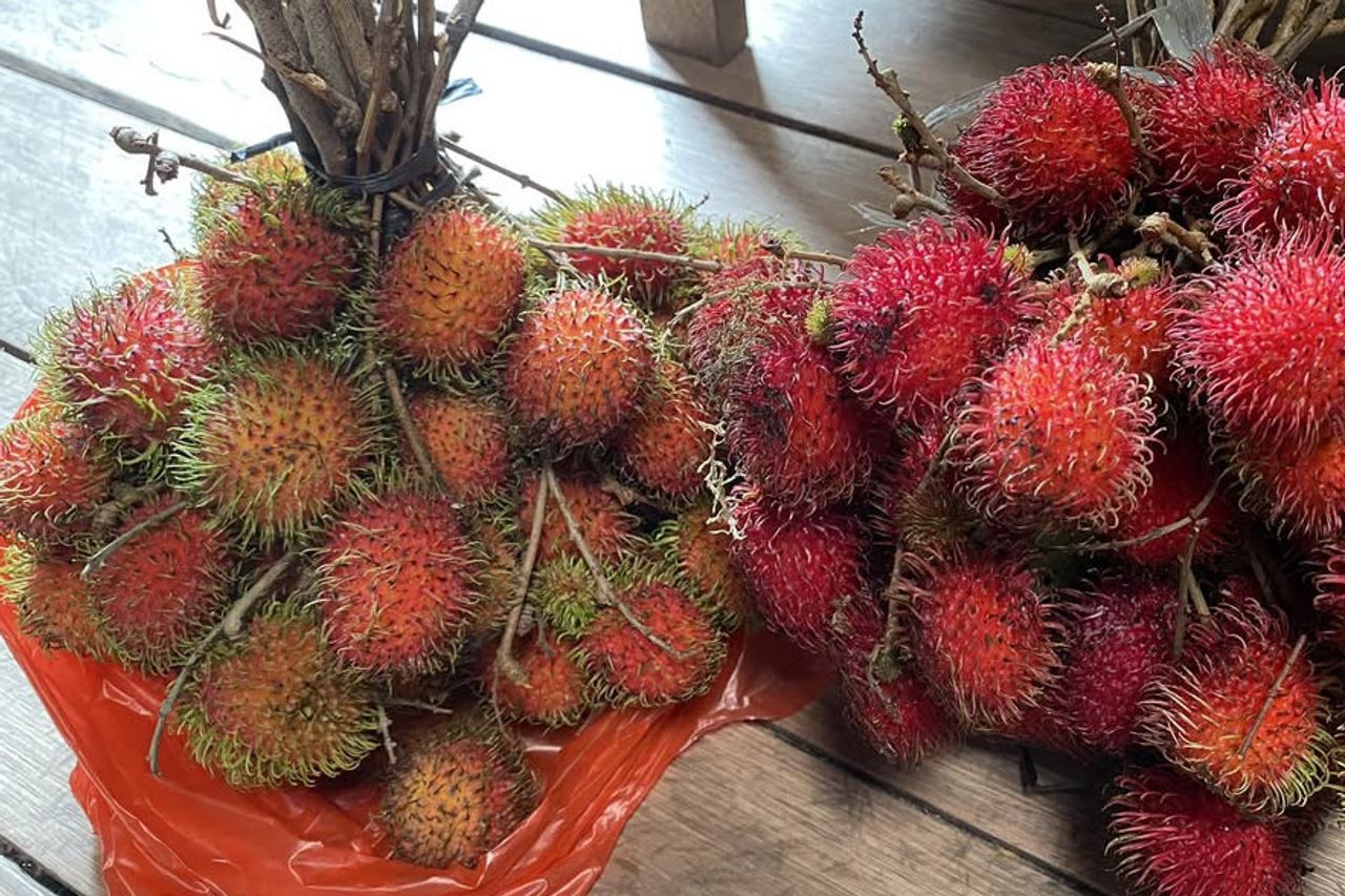 RAMBUTAN 3