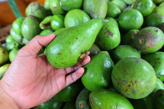 AVOCADO 1