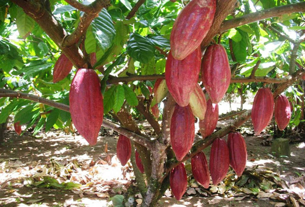 COCOA 3