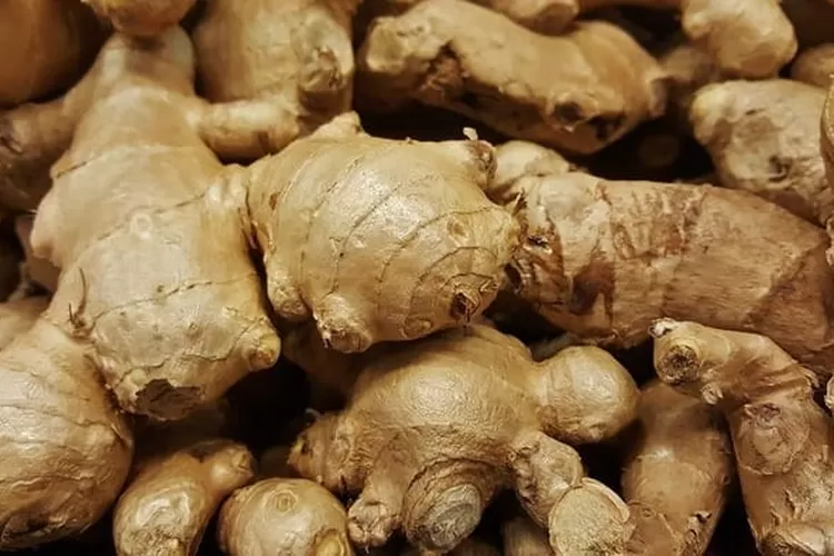 GINGER 3