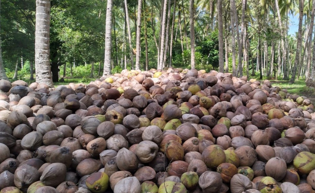 COCONUT 2