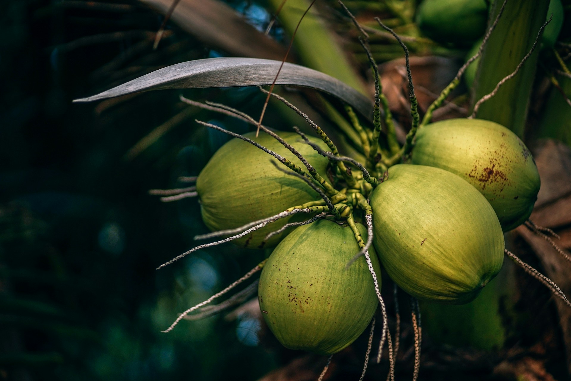 COCONUT 3