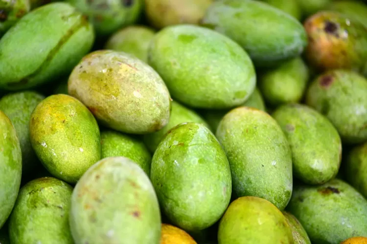 MANGO 2