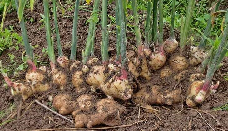 GINGER 2