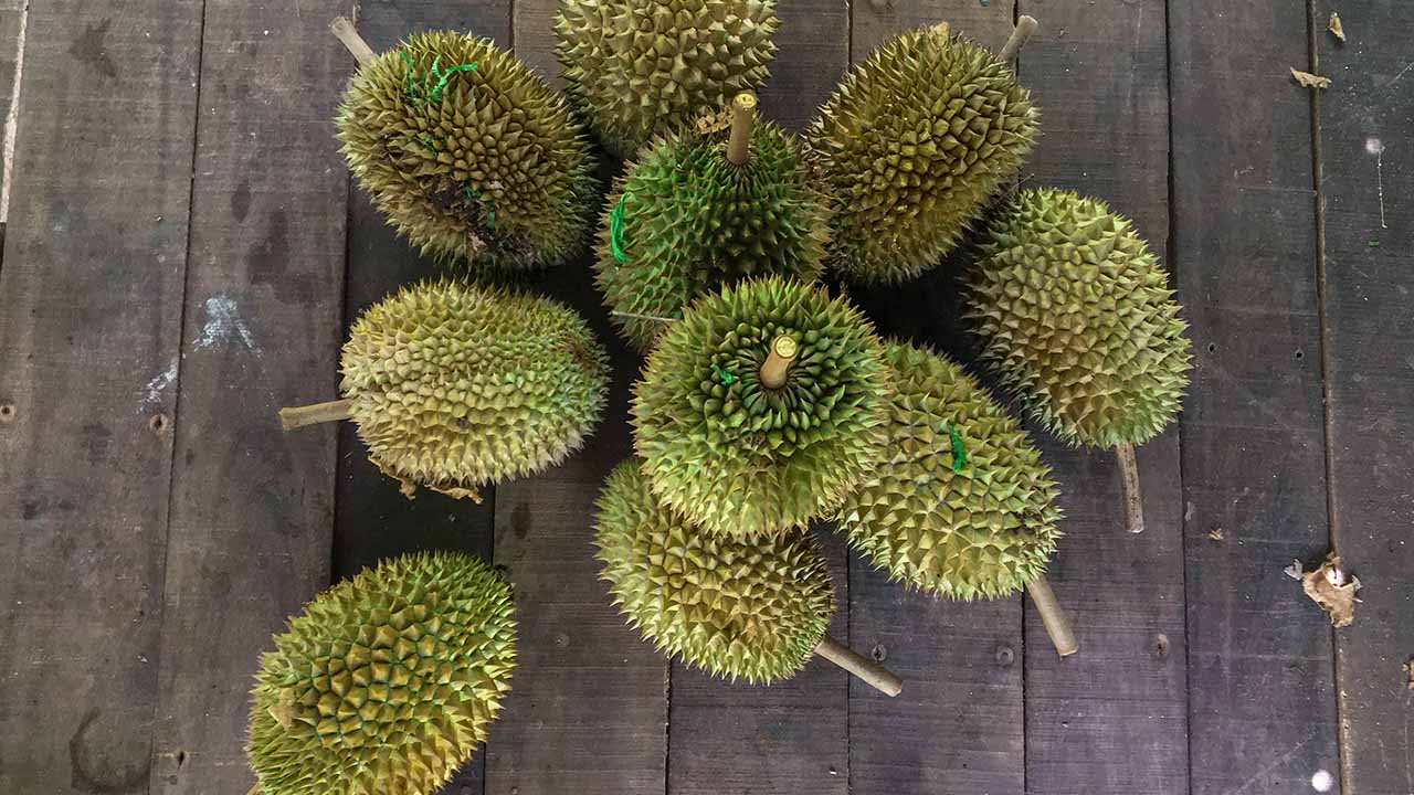 DURIAN 1