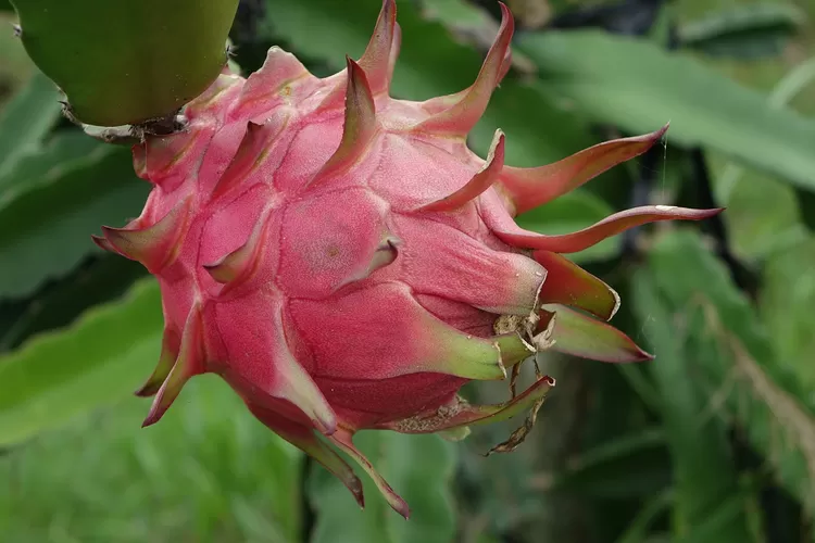 DRAGON FRUIT 1