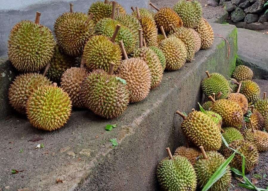 DURIAN 2