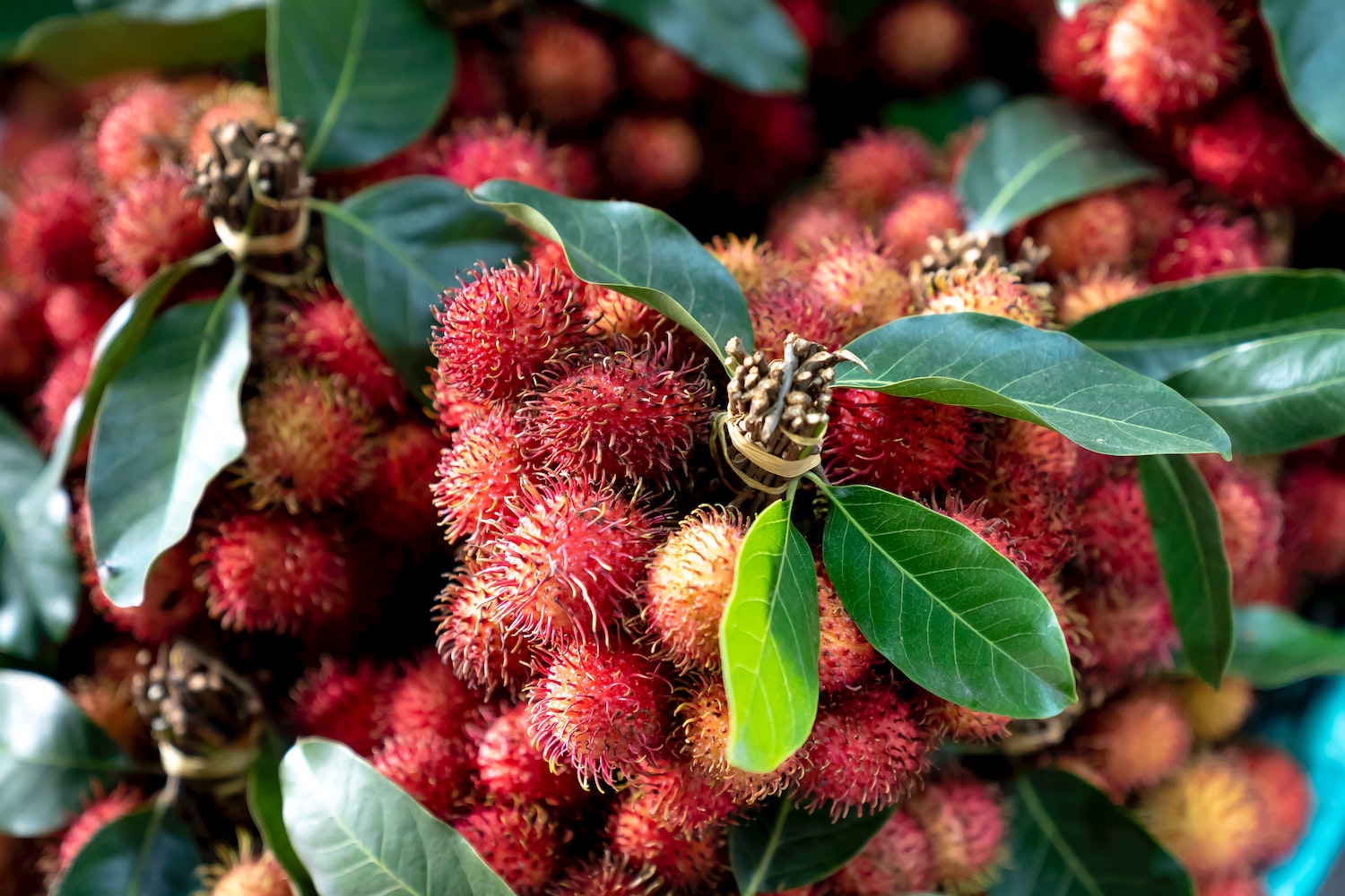 RAMBUTAN 2